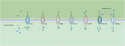 Progress on role of ion channels of cardiac fibroblasts in fibrosis